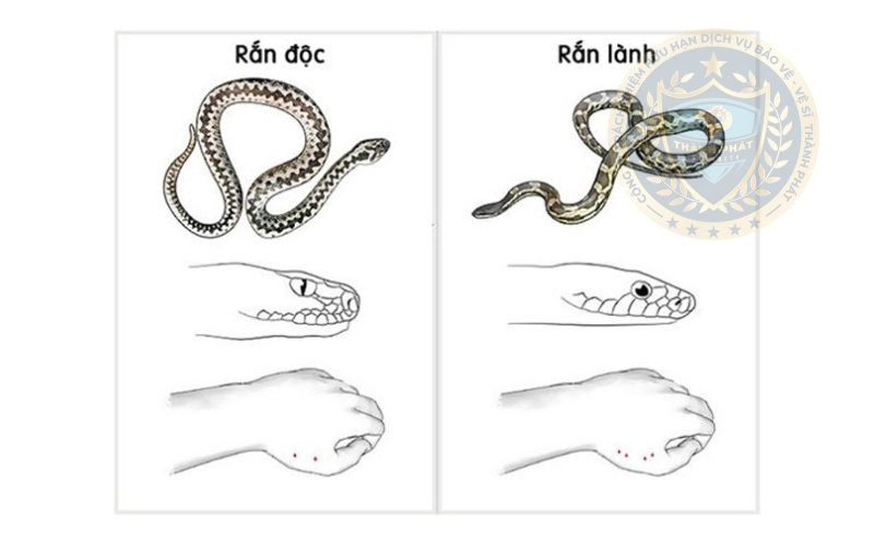 dấu hiệu rắn cắn