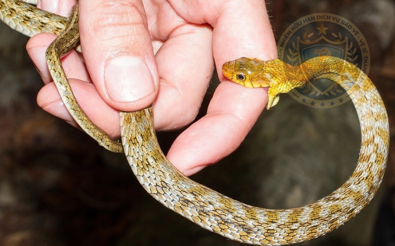 triệu chứng khi bị rắn cắn