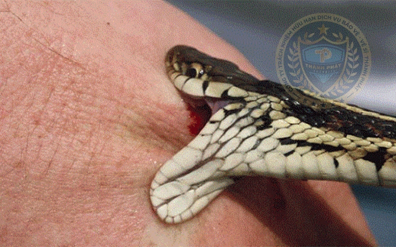 cách sơ cứu khi bị rắn cắn