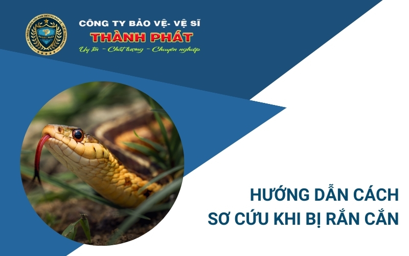 sơ cứu khi bị rắn cắn