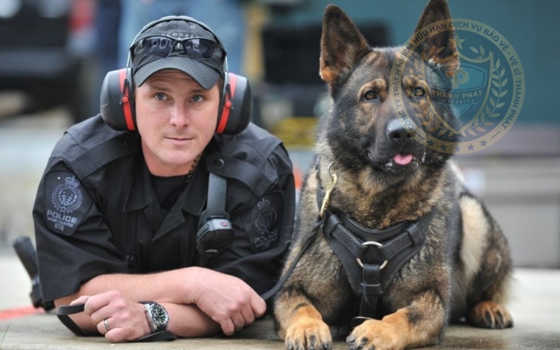 chó đặc vụ là gì