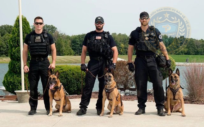 đặc điểm của chó đặc vụ