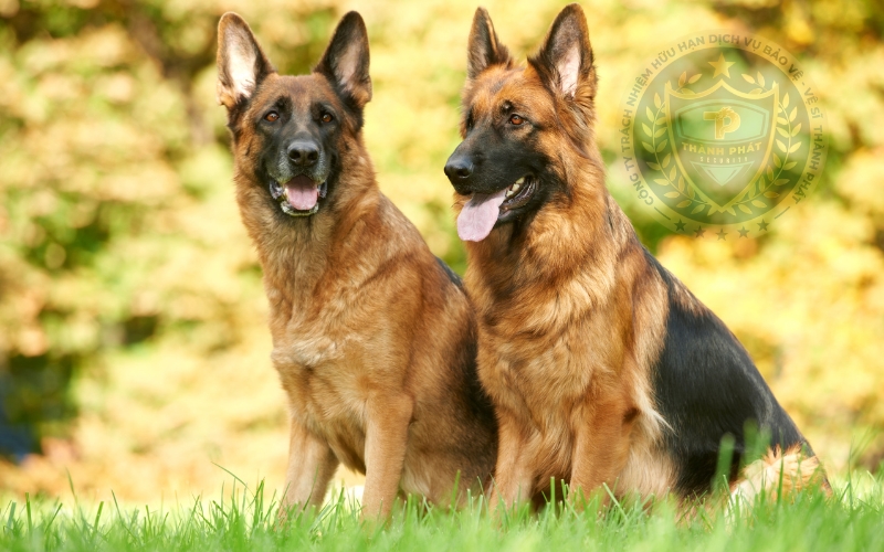 Chó Béc-giê Côn Minh