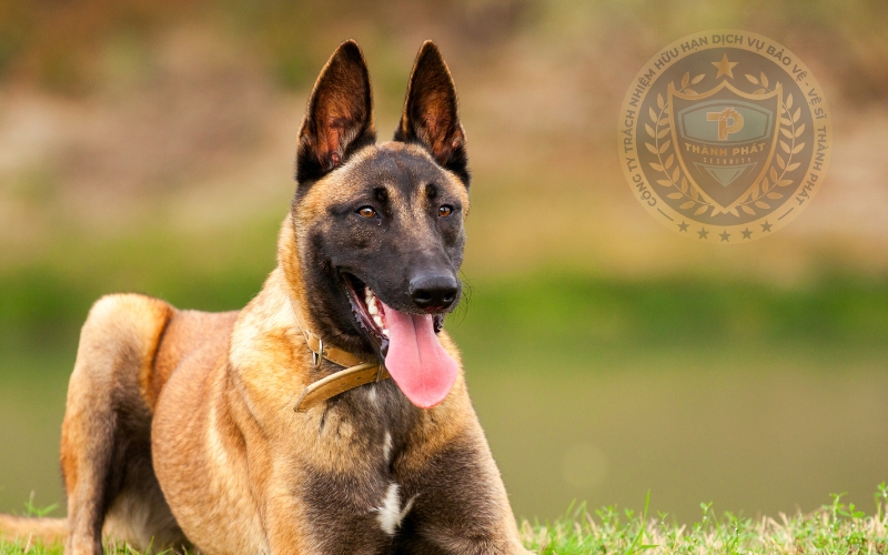 Belgian Malinois Bỉ