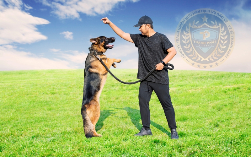 quy trình huấn luyện chó đặc nhiệm