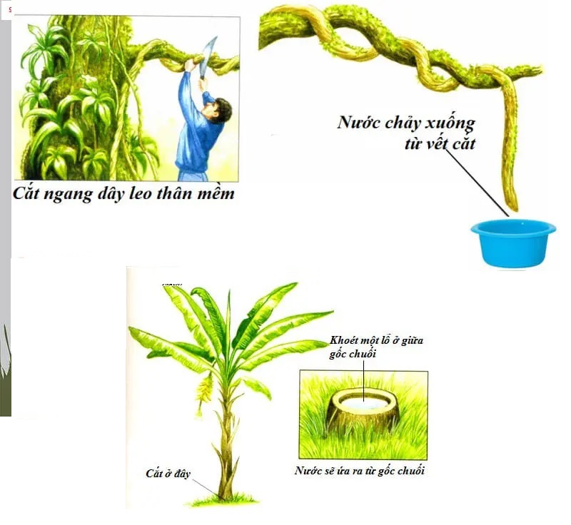 tìm nguồn nước sạch