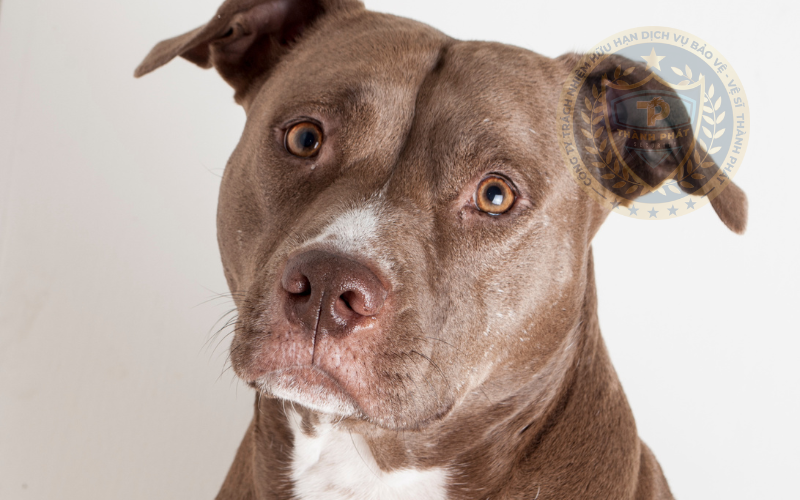 huấn luyện chó pitbull