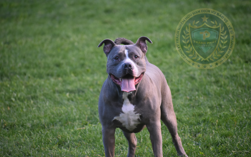 cách huấn luyện chó nâng cao