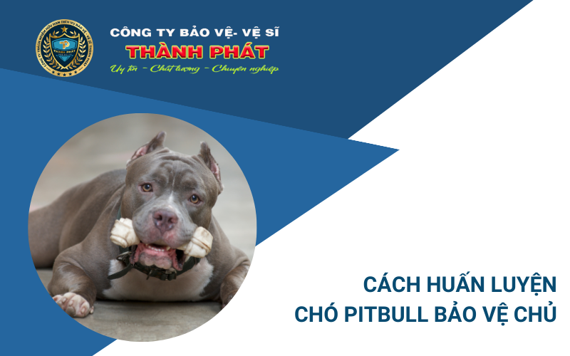 cách huấn luyện cho pitbull bảo vệ chủ