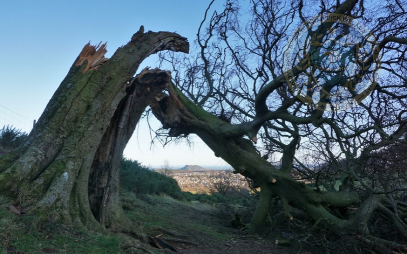 phòng chống cây ngã đổ